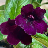 Streptocarpus Sangria  3