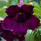 Streptocarpus Sangria 4