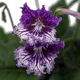 Streptocarpus TSF Zhizel 6
