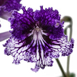 Streptocarpus TSF Zhizel 2