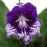 Streptocarpus TSF Zhizel 4