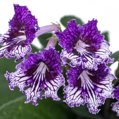 Streptocarpus TSF Zhizel 1